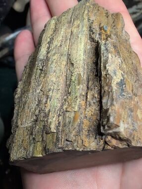 Petrified Wood -gary Green And Bright Orange
